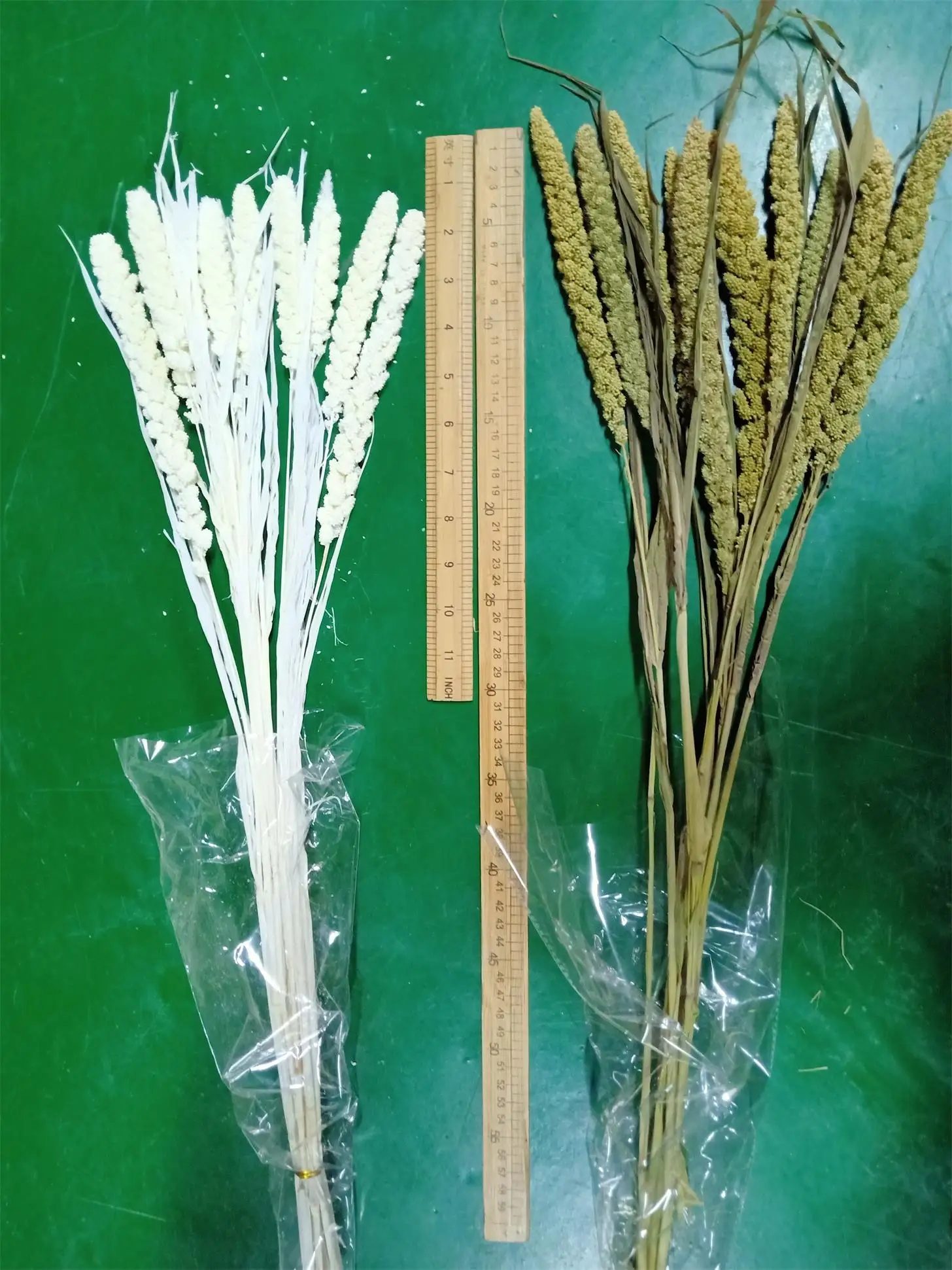 Dried natural Chinese Millet Grain flower, ears of millet, icker, earhead, floral plant