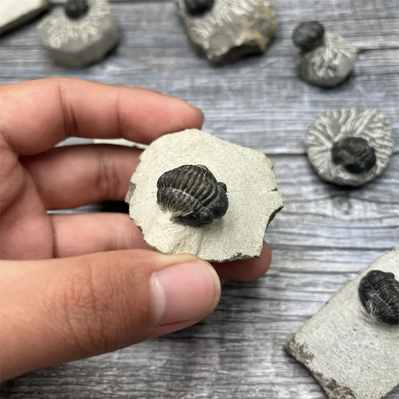Wholesale natural marine organism fossil  Morocco trilobita fossil for popularization of science