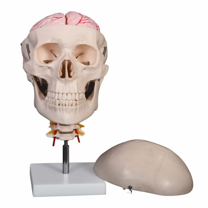 Human Anatomical 8 Parts Brain and Cervical Skull Skeleton Model