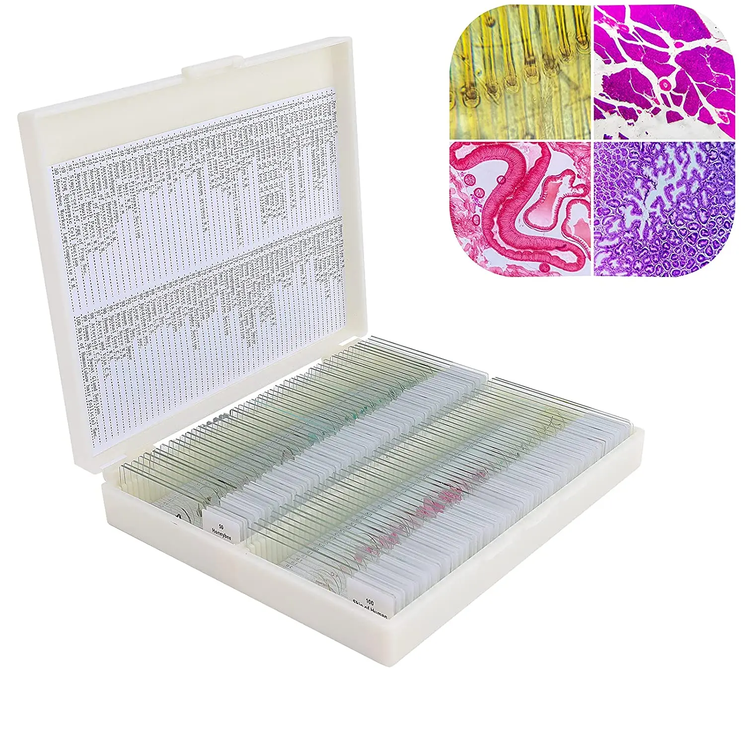 100pcs Human Histology Prepared Slides Microscope Medical Histology Prepared Slides