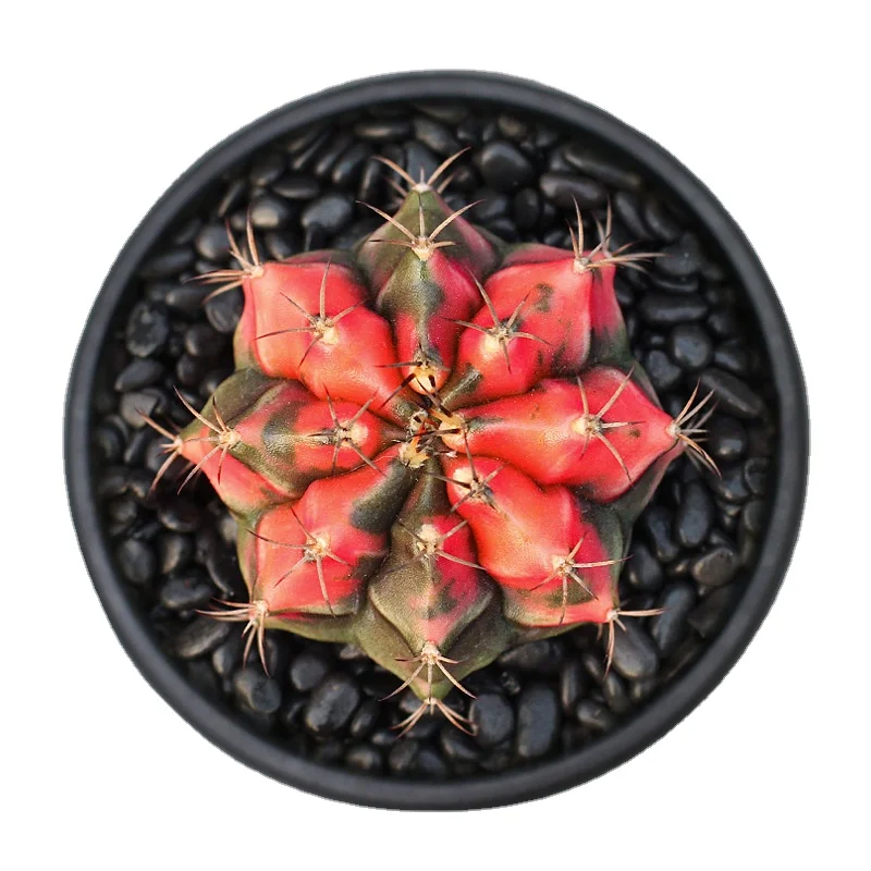 Beautiful Live plant Colorful Gymnocalycium Mihanovichii variegated Cactus for sale