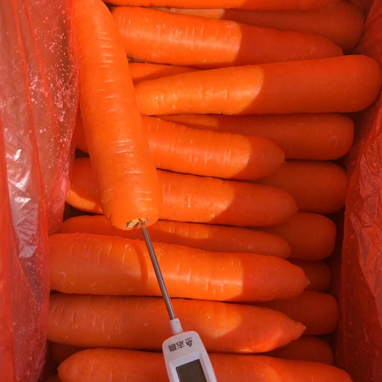 Sinofarm brand Chinese supplier fresh vegetable agriculture China carrots wholesale organic carrot fresh price carrot seeds