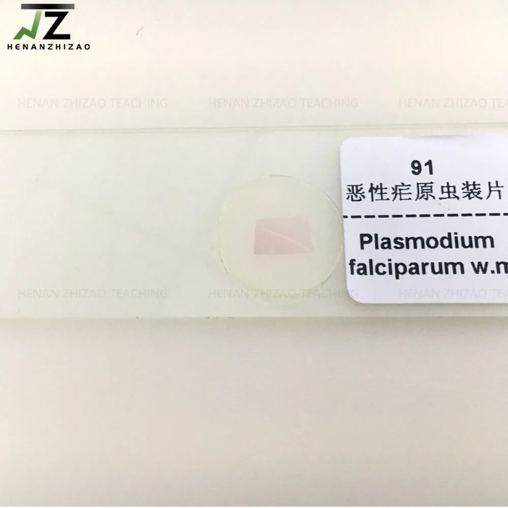 Plasmodium Falciparum Smear Prepared Microscope Slides 1 Pieces