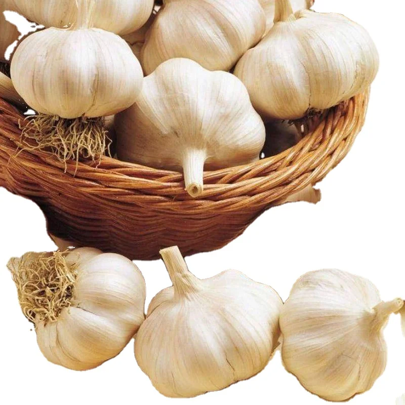 
New Fresh Garlic Normal White Garlic Hot Sale 