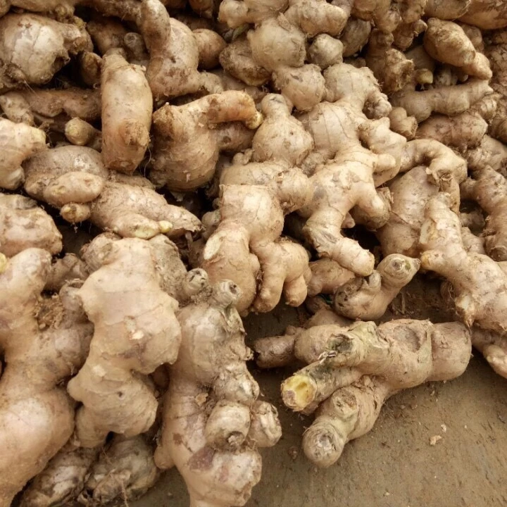 Fresh Ginger from Vietnam