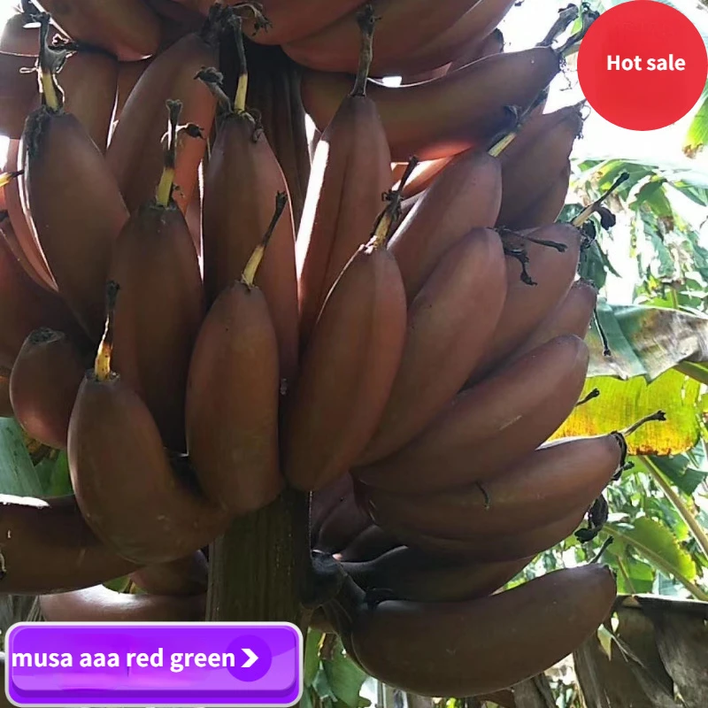 Fitness Red Beauty Banana Fire Dragon Banana Season Fresh Fruit Sweet Red Banana