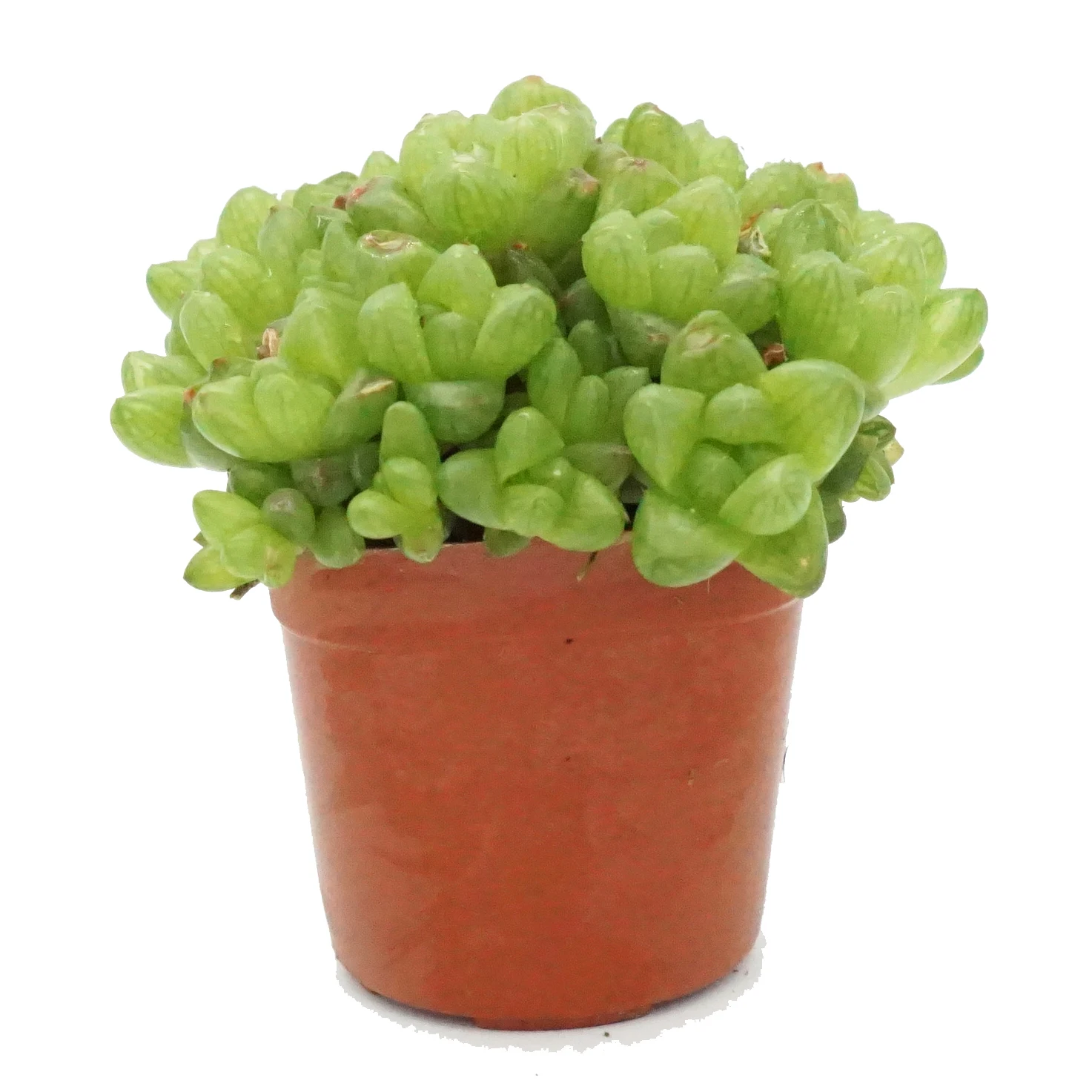 
Wholesale live plants Haworthia cooperi mini natural succulent plant for home decor 