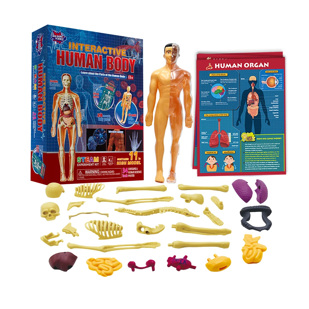 11.3 inch Human Body Model 28 Assembled and Disassembled Organ Skeleton Models Human Shells Educational Organ Model for kids