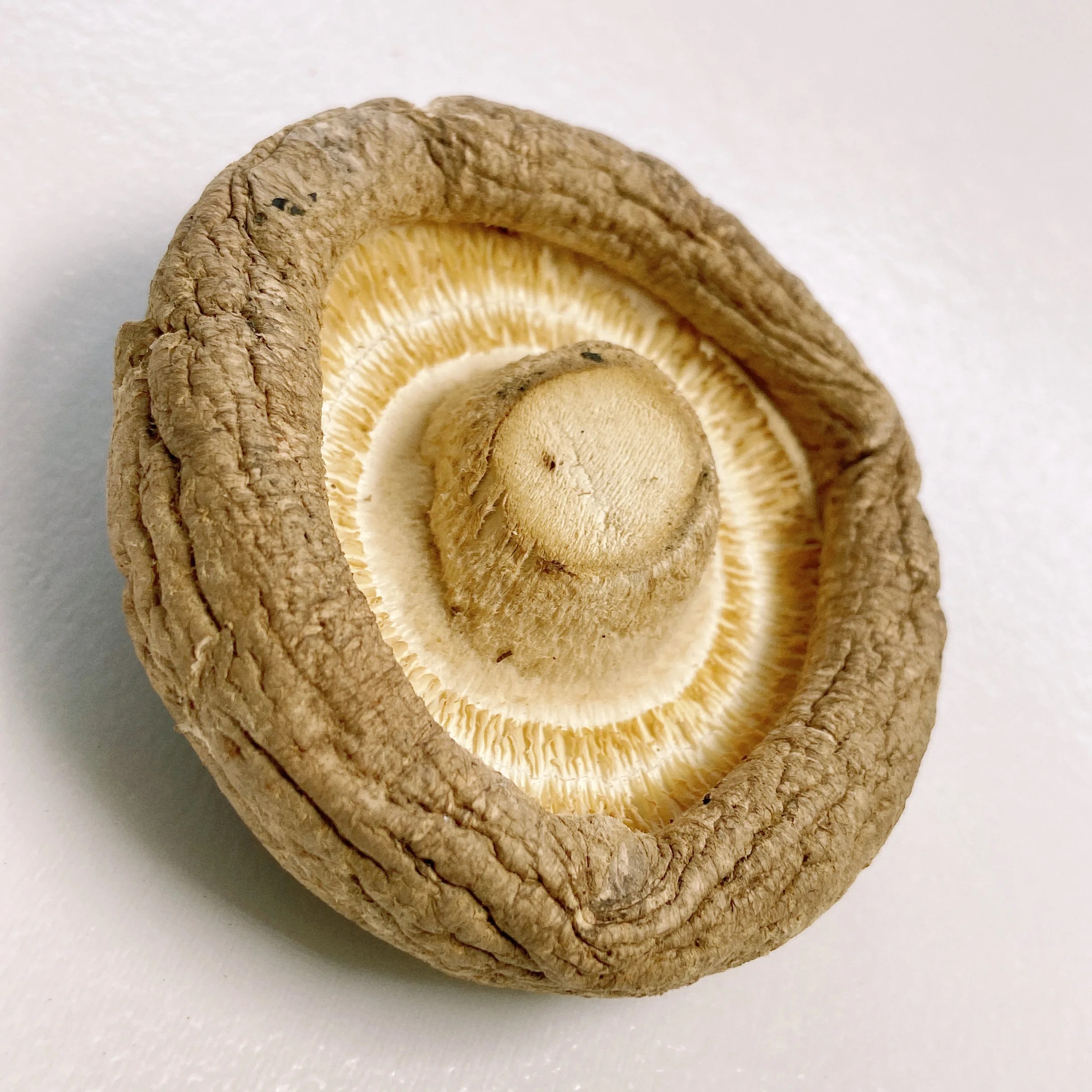 Whole Sale Tawny Crisp Umbrella Cap Bulk Dried Shiitake Mushroom