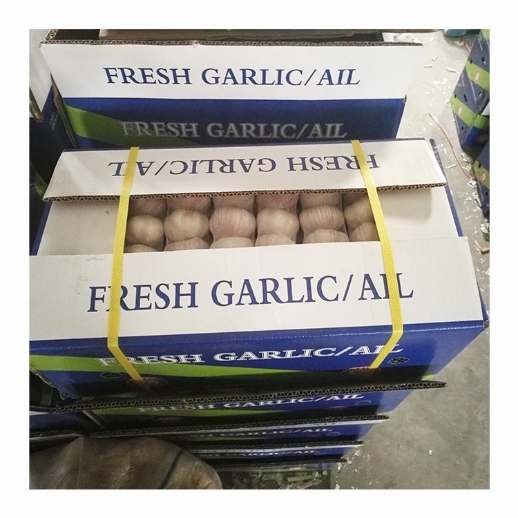 Good price hot sale 5.5cm organic fresh normal white garlic for export China garlic wholesale with GLOBAL GAP/HACCP/ISO9001