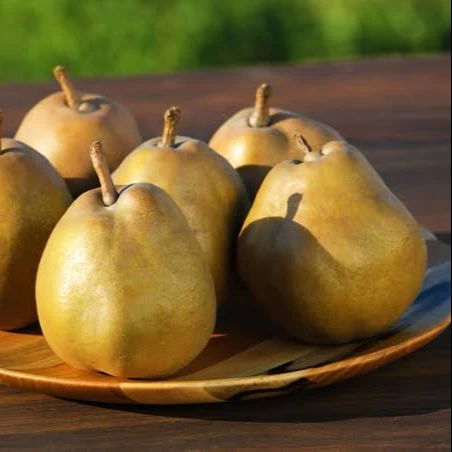 
High quality Japan Fresh Golden Pear Bulk Purchase For Sale 