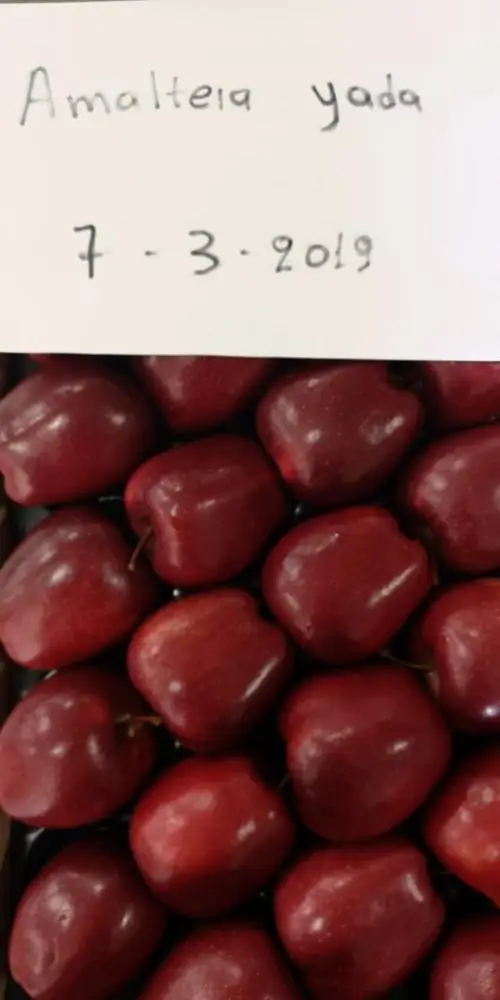 
Whole Sale fresh red chief fresh apples red apples apples greek fruits 