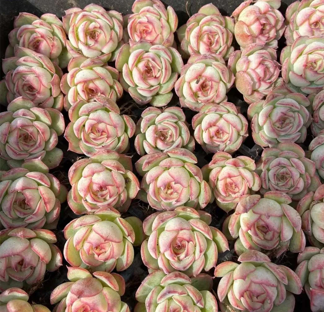 Houseplants Indoor Plants Artificial succulents Echeveria plants wholesale succulents rose seedlings