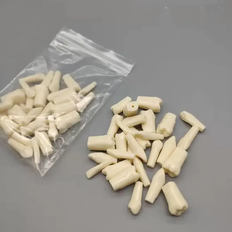 Favourable False Teeth Dental Teaching Model