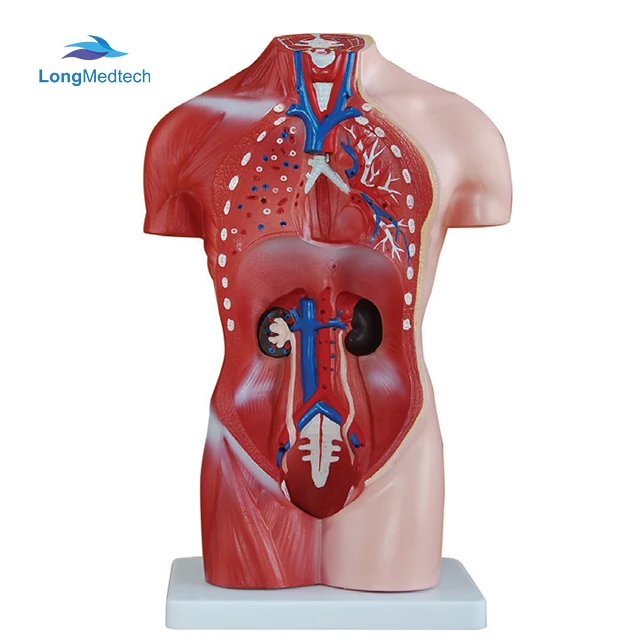 Medical Supplies Human Teaching 42CM Female Torso 15 Parts Torso Series Model For Medical School