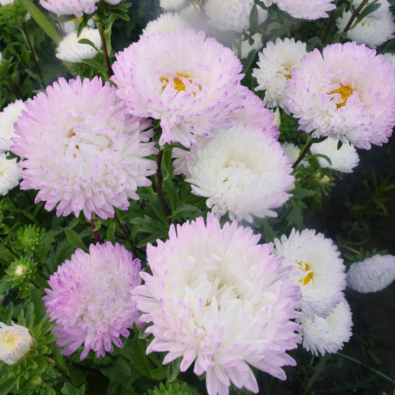 
Hot Sale Different Kinds of China Aster Seeds Callistephus Chinensis Flowers Seeds 