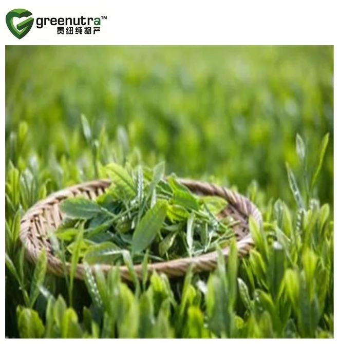Hot sale Green Tea Extract L Theanine