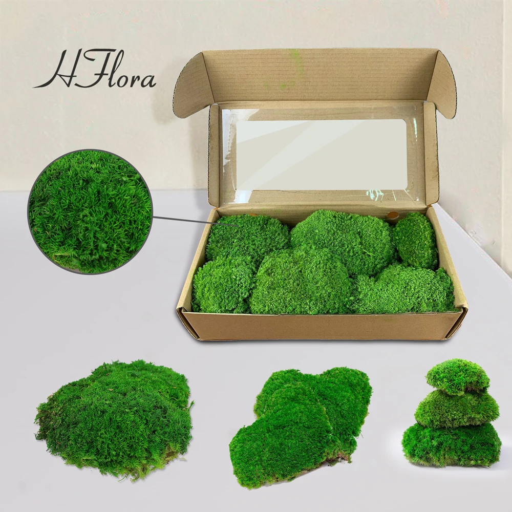 Hflora сохраненный мох Amazon Top экологически чистый оптовый стабилизированный для украшения