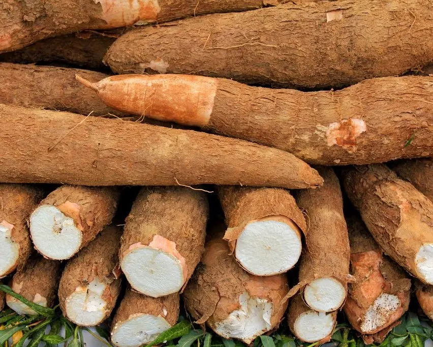 1st Quality Fresh Cassava and Fresh Yams for Sale