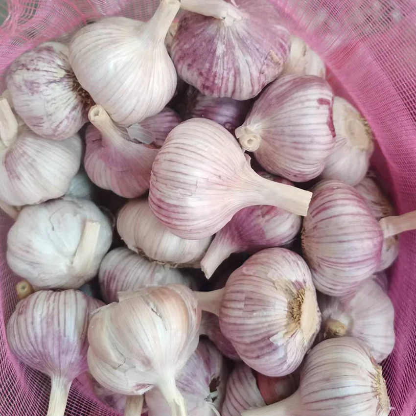 Fresh Purple  Garlic 2022 China Wholesale Garlic for Sale