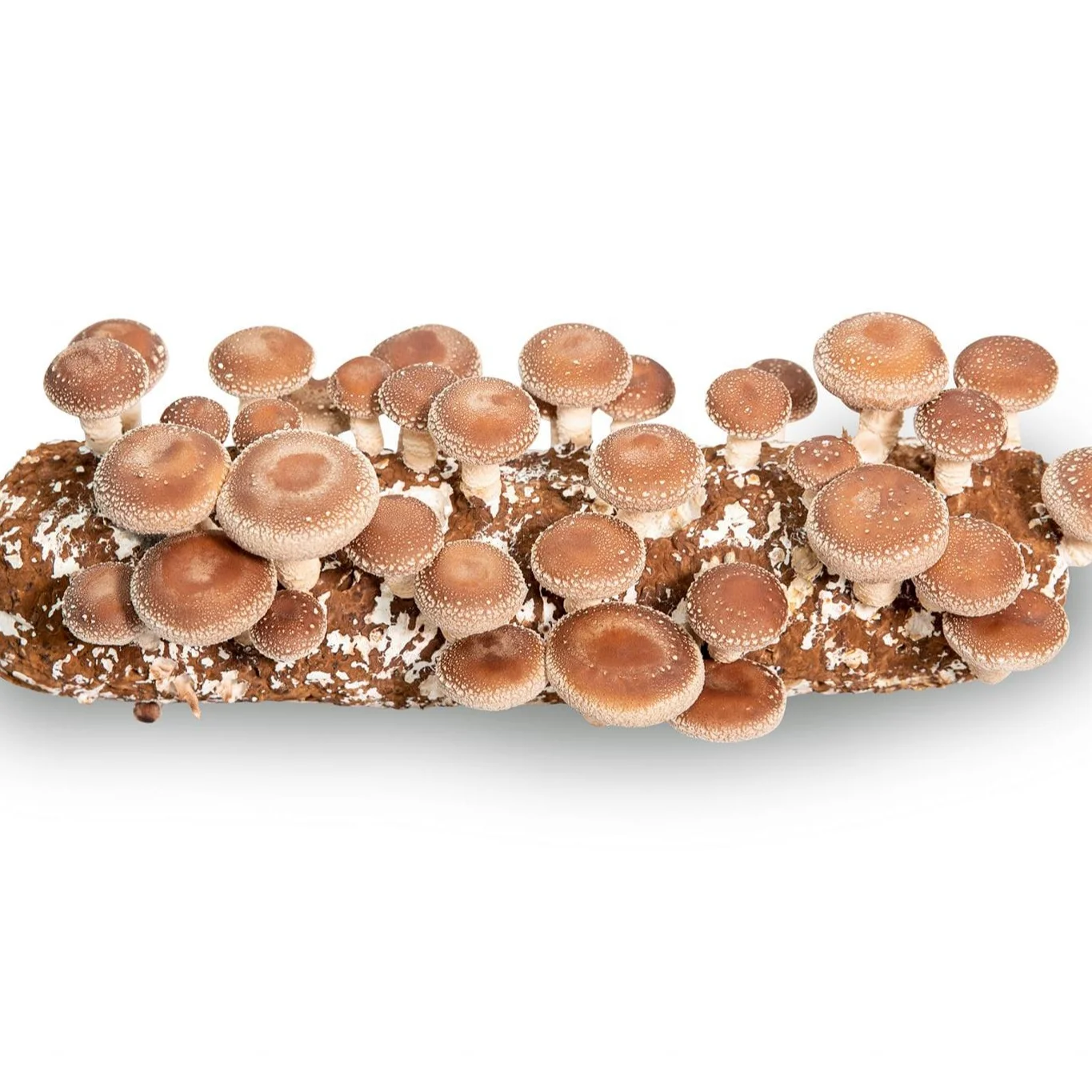 Qihe oyster mushroom log