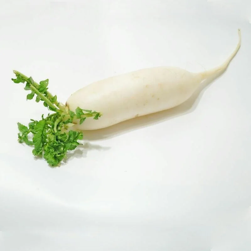 New season daikon radish vegetable CIF offer China