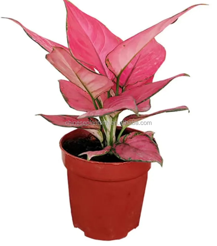 
Aglaonema tissue culture seedlings Aglaonema-Auspicious Red baby plant seedlings 