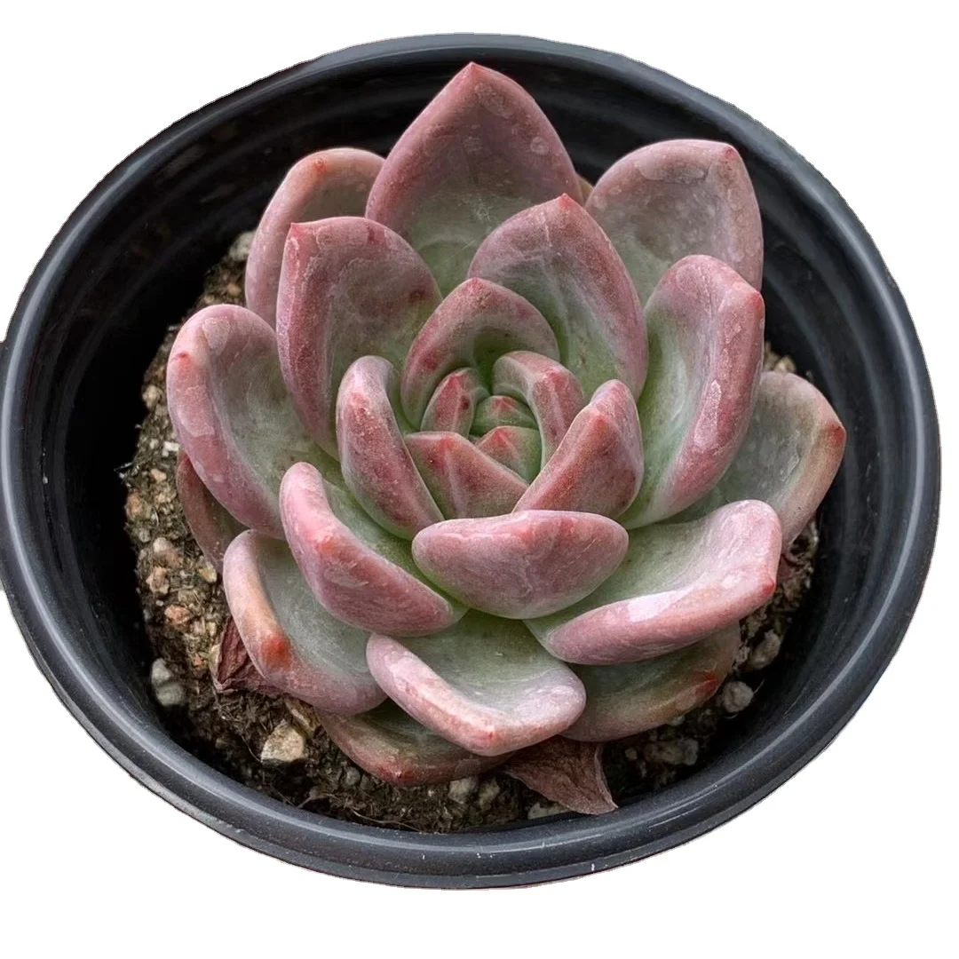 JH 003 Echeveria розовое шампанское живое растение суккуленты садовое цветочное карликовое дерево в горшке древесное растение