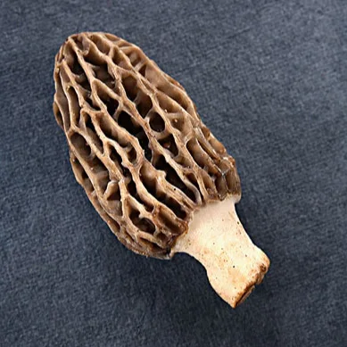 Yunnan Factory Price Cultivate Dried Morel Mushrooms Morel Mushroom Price Dried mushrooms
