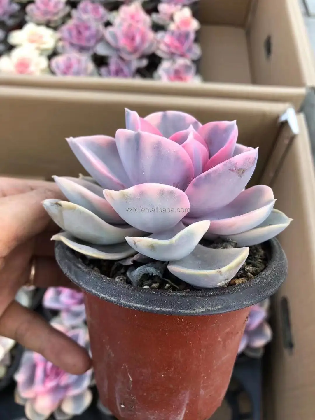 Редкие растения cheveria Радужный Розовый цвет суккуленты реальное растение небольшого размера Таиланд суккуленты кактус живое растение