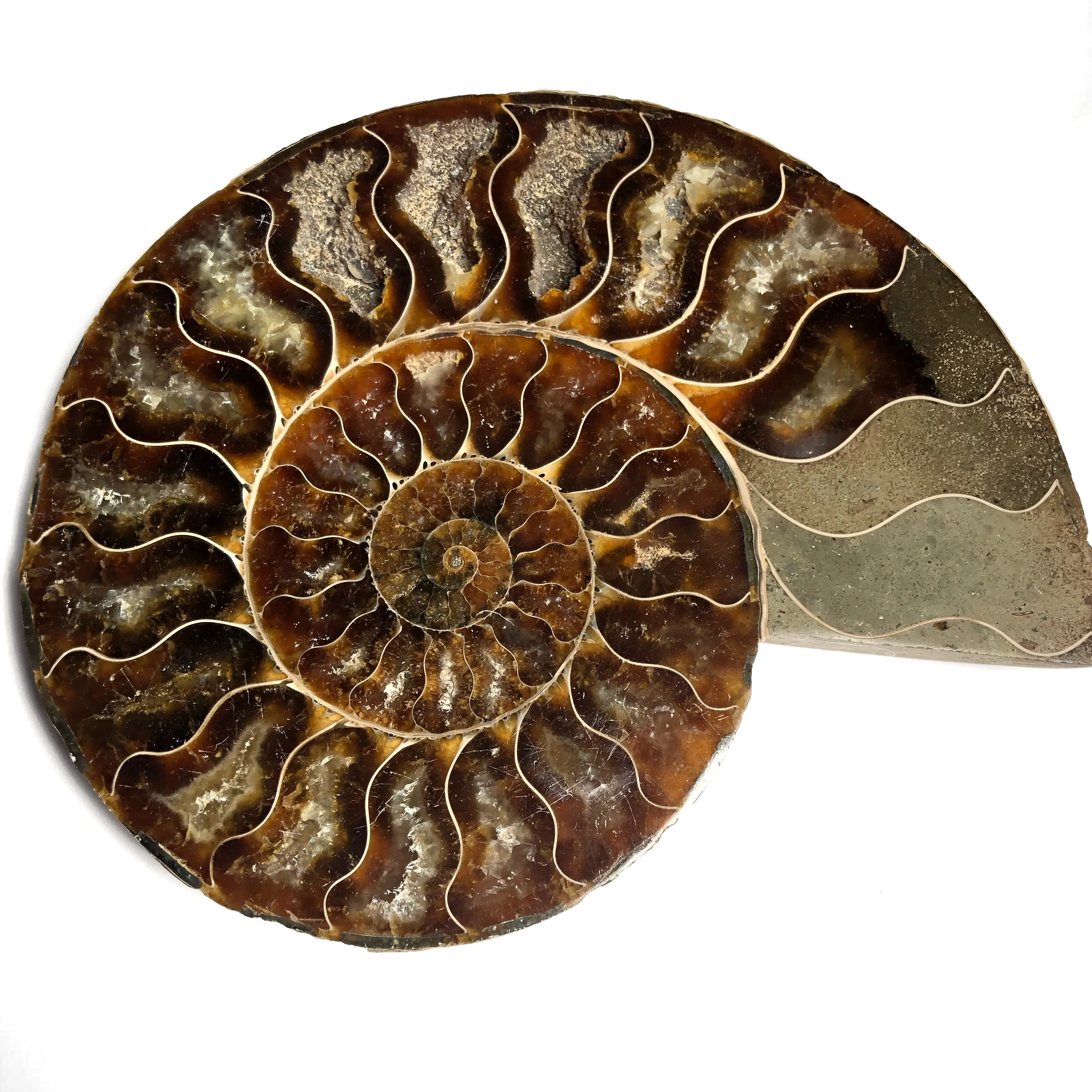 Wholesale hot selling natural madagascar small ammonite fossil nautilus shell cut slices specimen pendant for gift