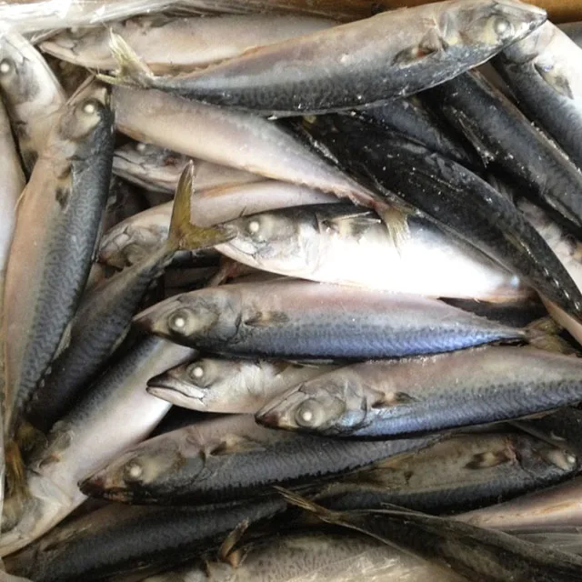 Замороженная скумбрия скомбер скомбрус