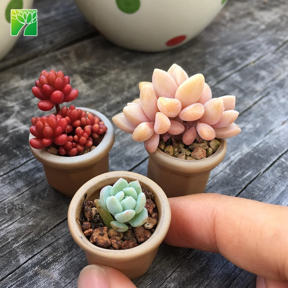 Горячая Распродажа, многолетние сочные суккуленты в Корейском стиле