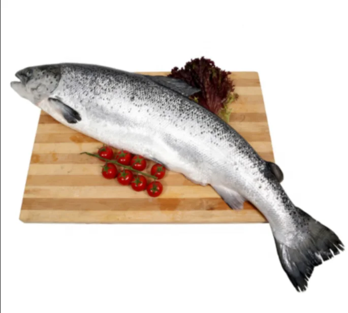 Top Quality Cheap Wholesale Frozen Salmon Fish