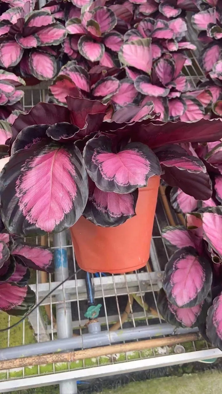 
Real plants Calathea rusco of indoor bonsai Ornamental plants 