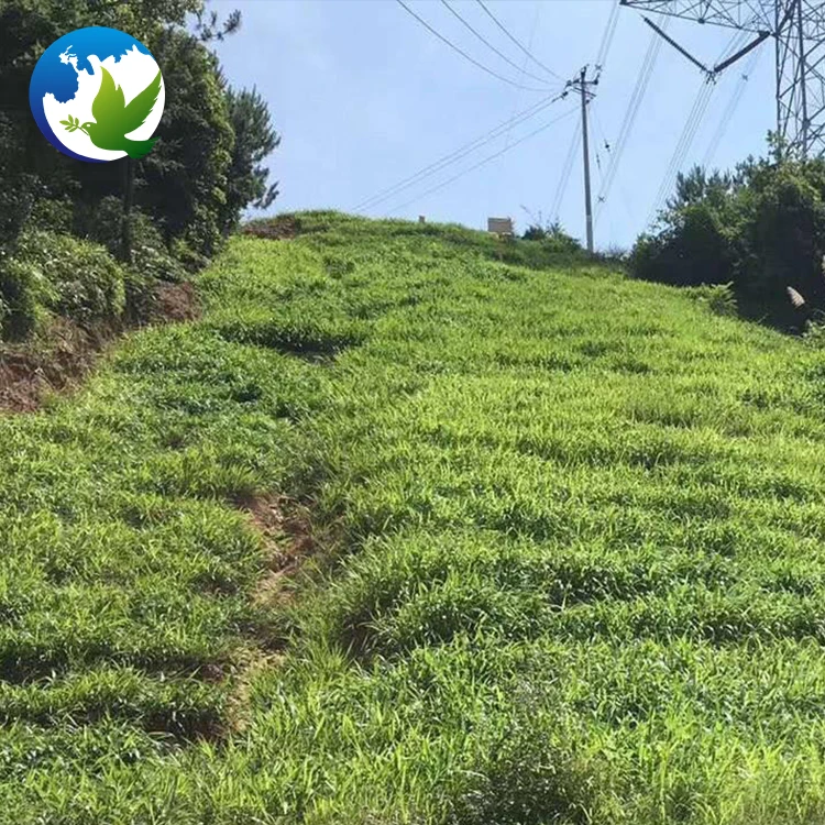 
Wholesale Fodder Forage Seeds Best Grass Seed Top Quality Teff Love Grass Eragrostis Seeds 