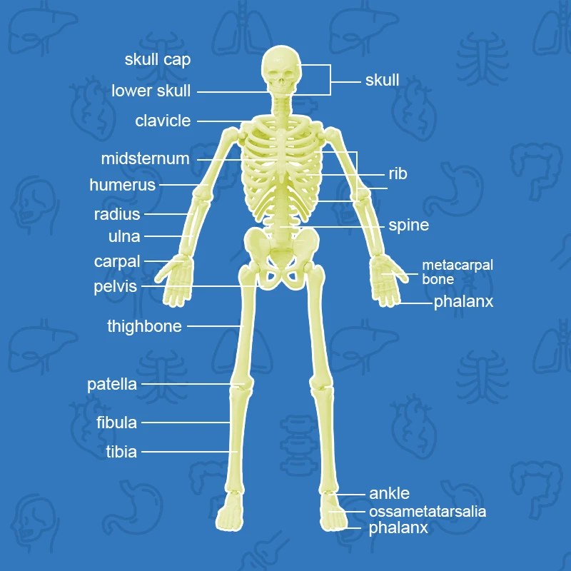 32cm Human Skeleton with muscle and Blood Vessels,artificial anatomical medical skeleton
