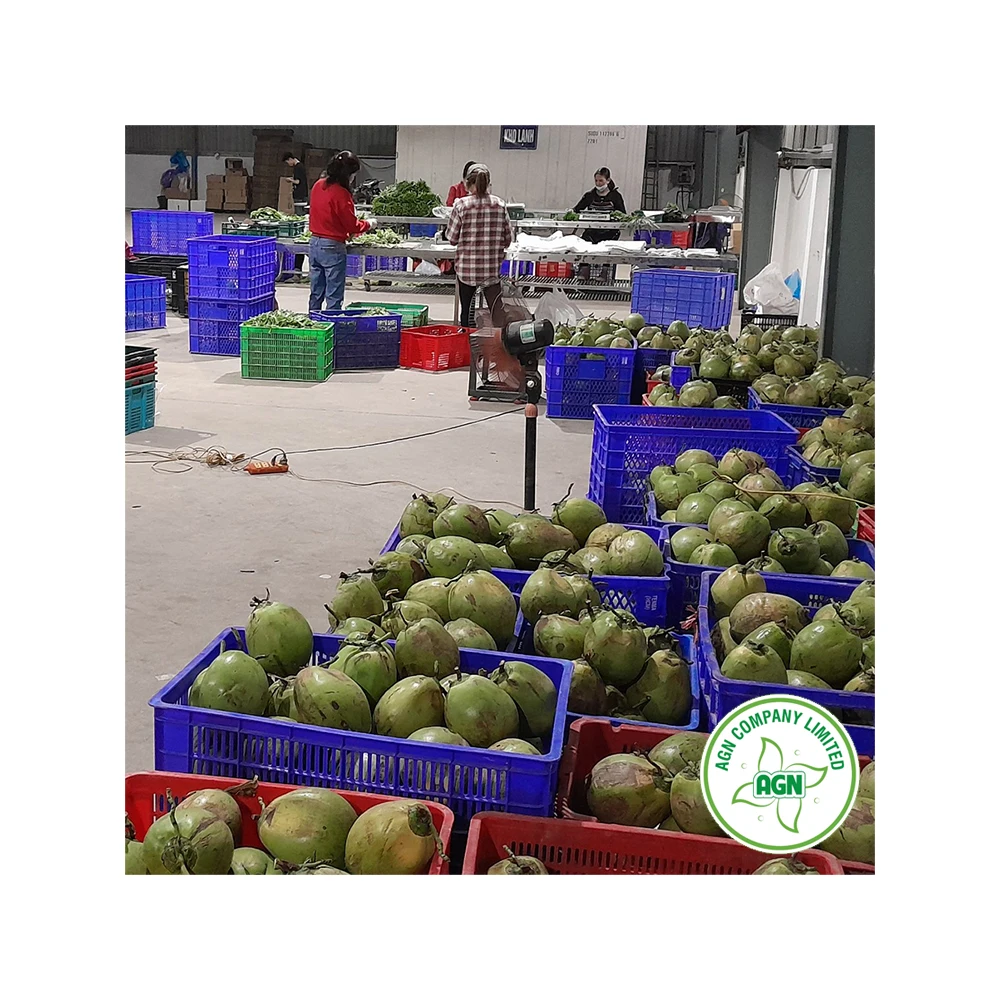 Wholesale Price Market Price of Coconut OEM/ODM Service From Viet Nam Manufacturer +84962246940