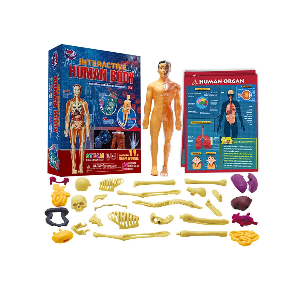 Stem Preschool Educational Toys DIY Assembled Anatomy Organs 3D Model Human torso Body Science Kits for Kids