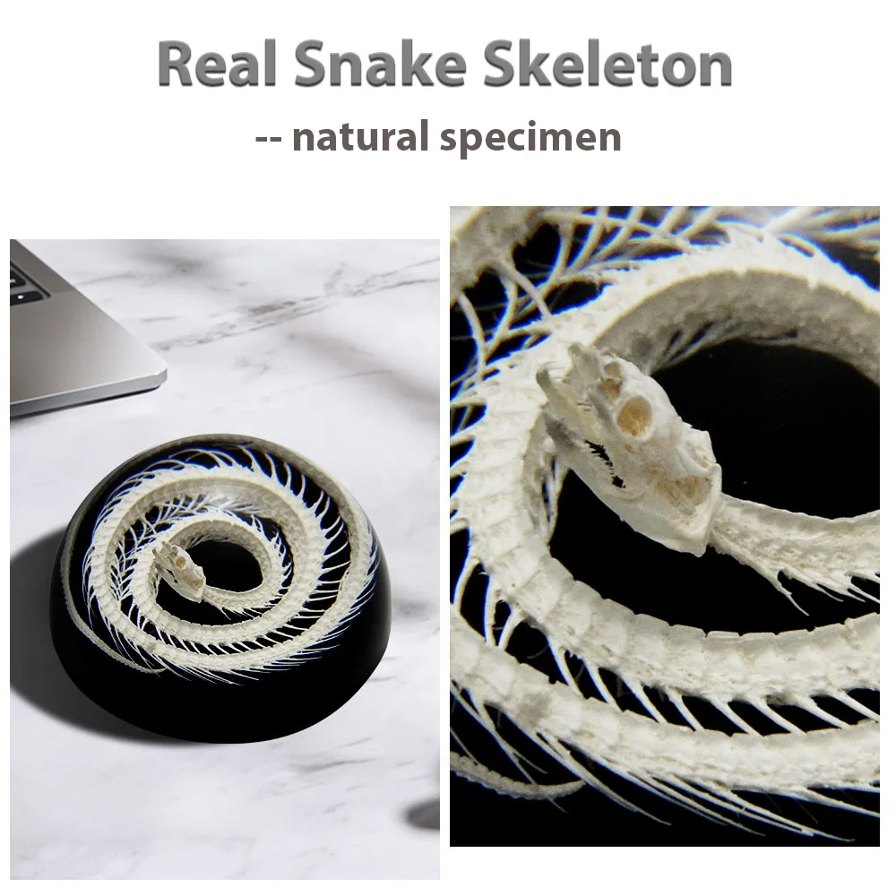 taxidermy specimen manufacturer new design custom crystal clear transparent real snake skeleton resin half dome paperweights