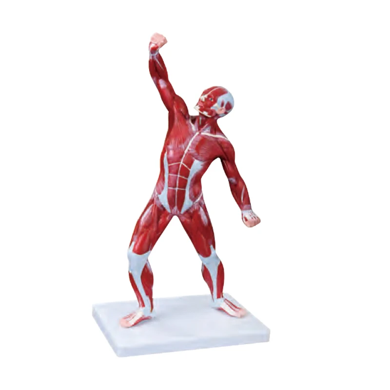 Medical Science Educational Teaching 80CM Human Male Muscle Model 27 Parts Human Bone anatomy Model