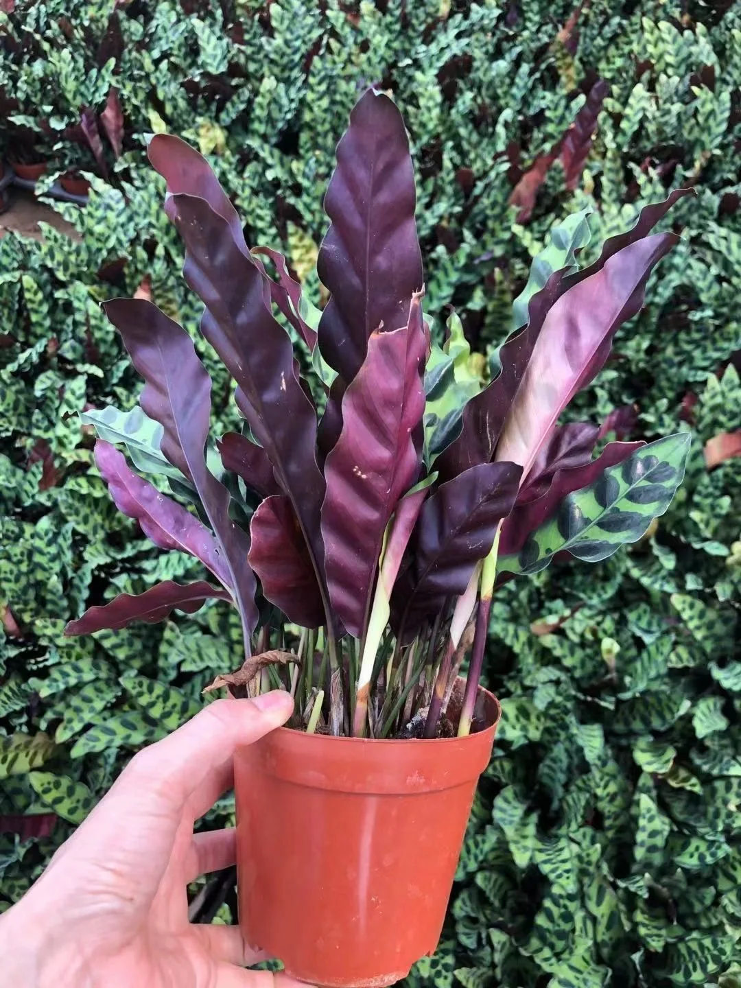 
Ornamental plant bonsai Calathea green beauty wholesale green nature plant Calathea insignis 