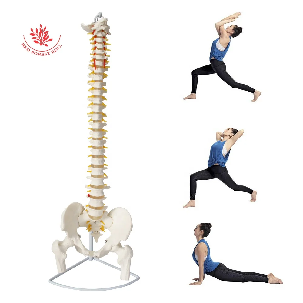 Anatomical Model Spine Pelvic Occiput Spray Hanging Stand Orthopedist Teaching Tool 33 Pieces Of Spine Bone String Together
