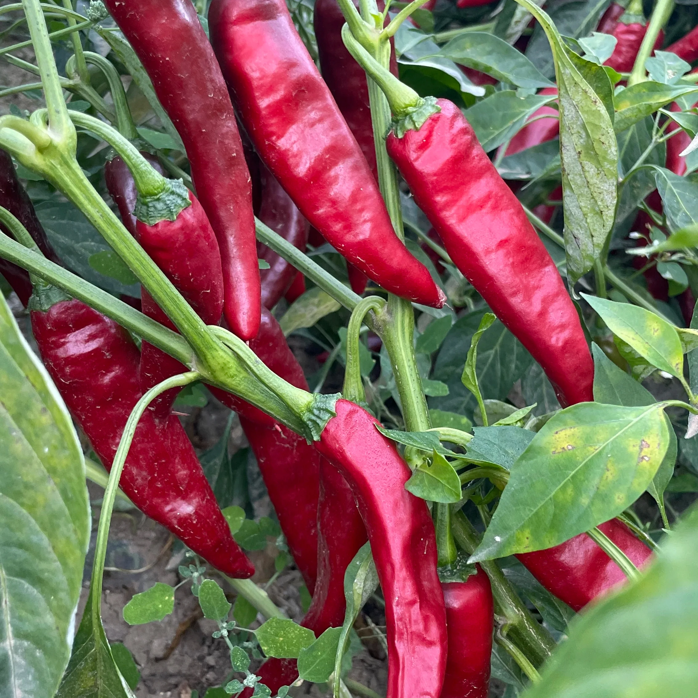 High quality Chinese chili peppers with pure color and taste Chili shreds