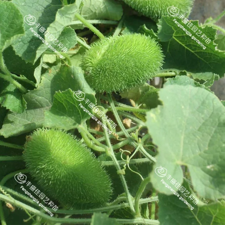 
China high-quality bulk ornamental cucumbers 