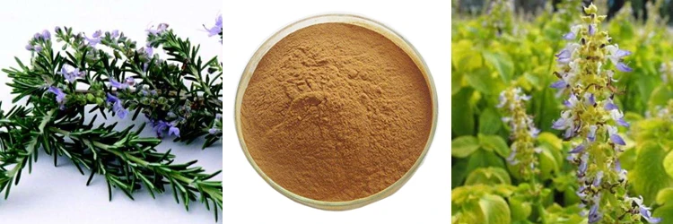 Natural Forskolin Coleus Forskohlii Root Extract Forskolin Powder.jpg