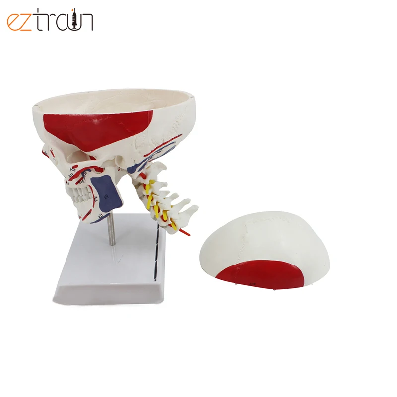 Color Human Skull Model with Cervical Vertebrae and Muscle Mark