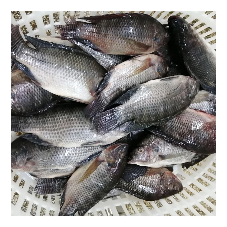 Supply Fish Farming Live Tilapia Wholesale Price