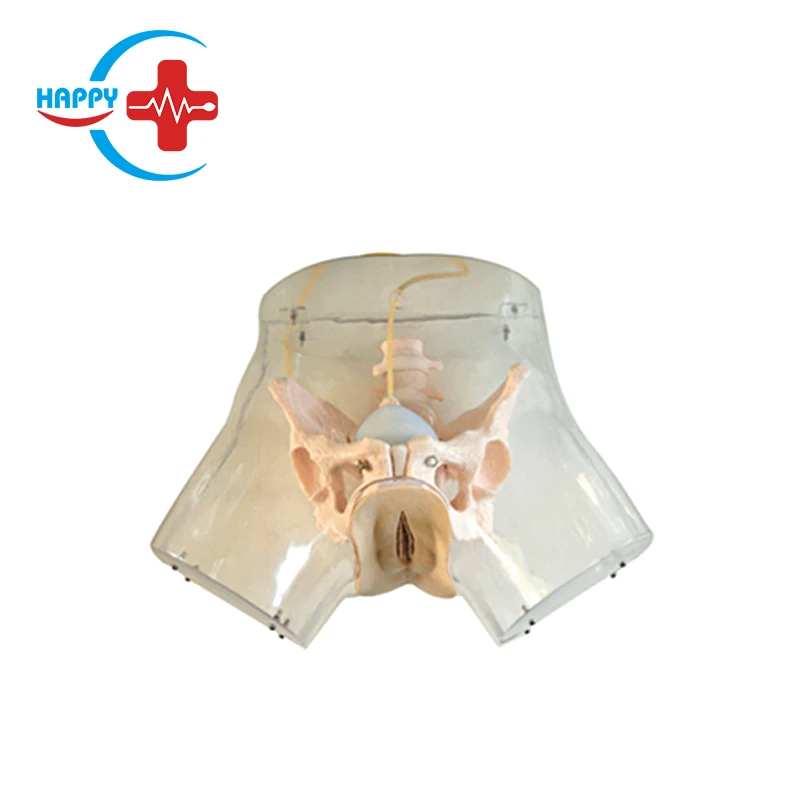 HC-S323 Medical Model Advanced Transparent Curettage Model,Teaching Model of Induced Abortion