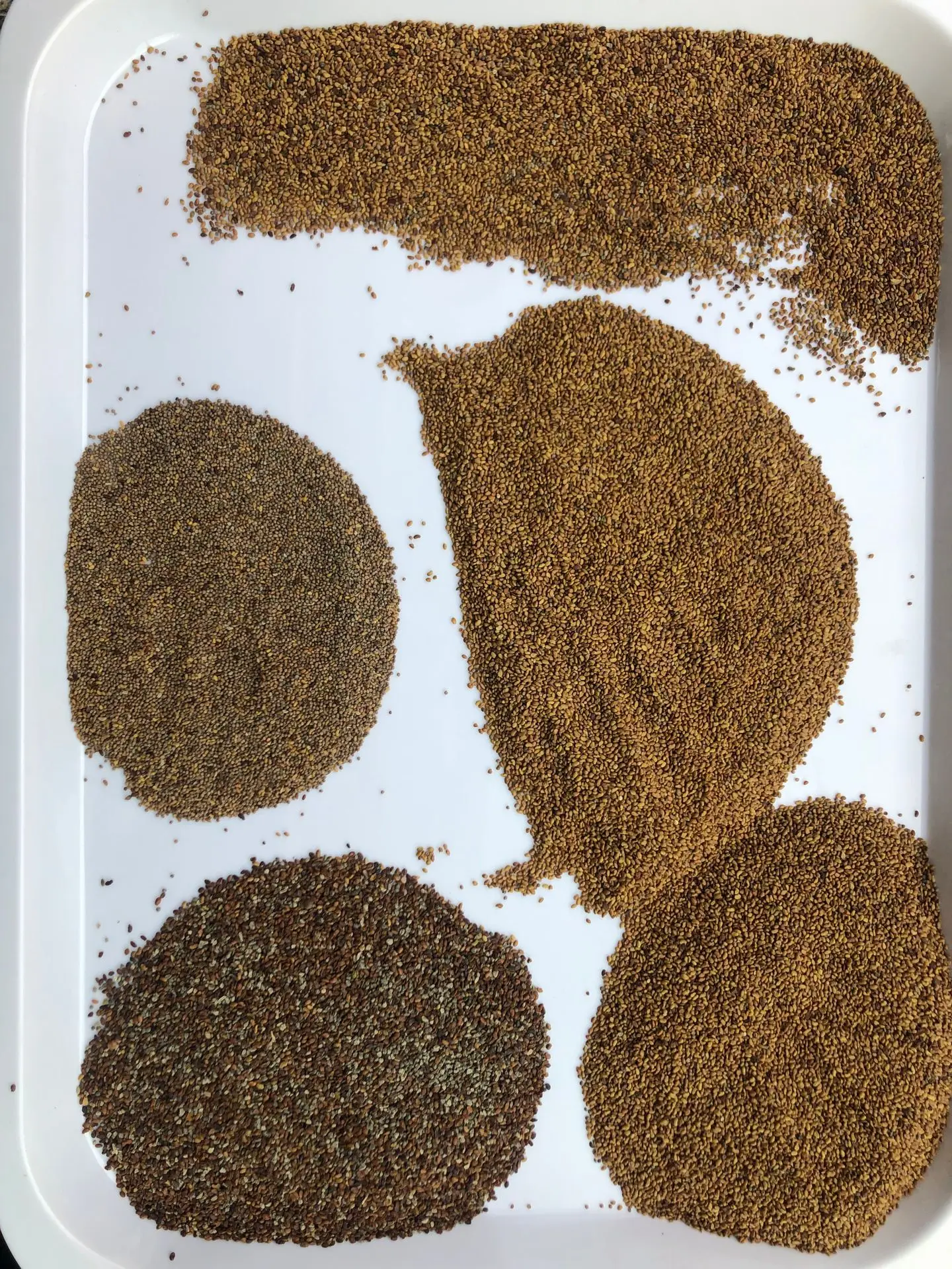 Seeds Corlor Sorter Machine For Different Raw Seeds Processing Line